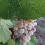 Erntedank_Mamalismus_Sandra Geissler_1